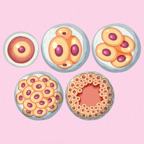 Blastocyst Culture at Yashoda IVF